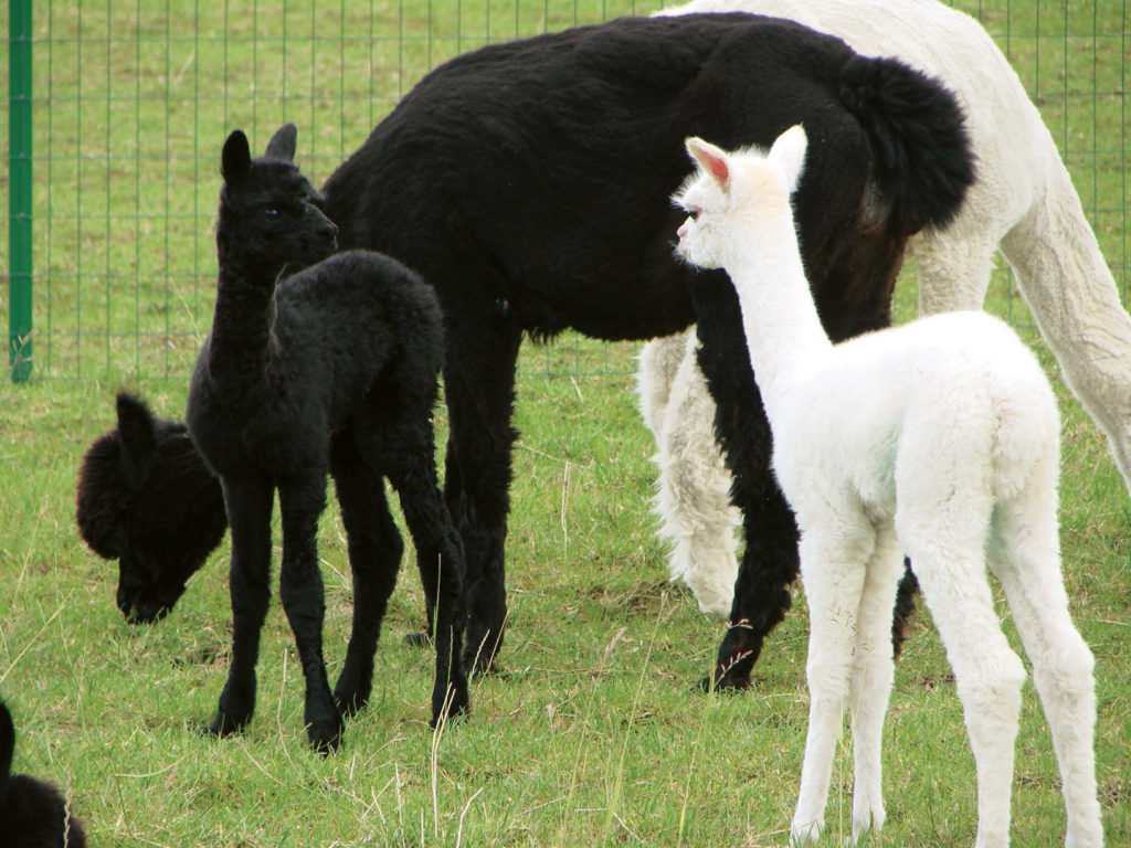 Alpaca-World-Brielle fokkerij raszuivere Alpaca's biozuiger alpacawandeling