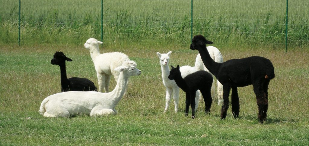 Alpaca-World-Brielle fokkerij raszuivere Alpaca's biozuiger alpacawandeling