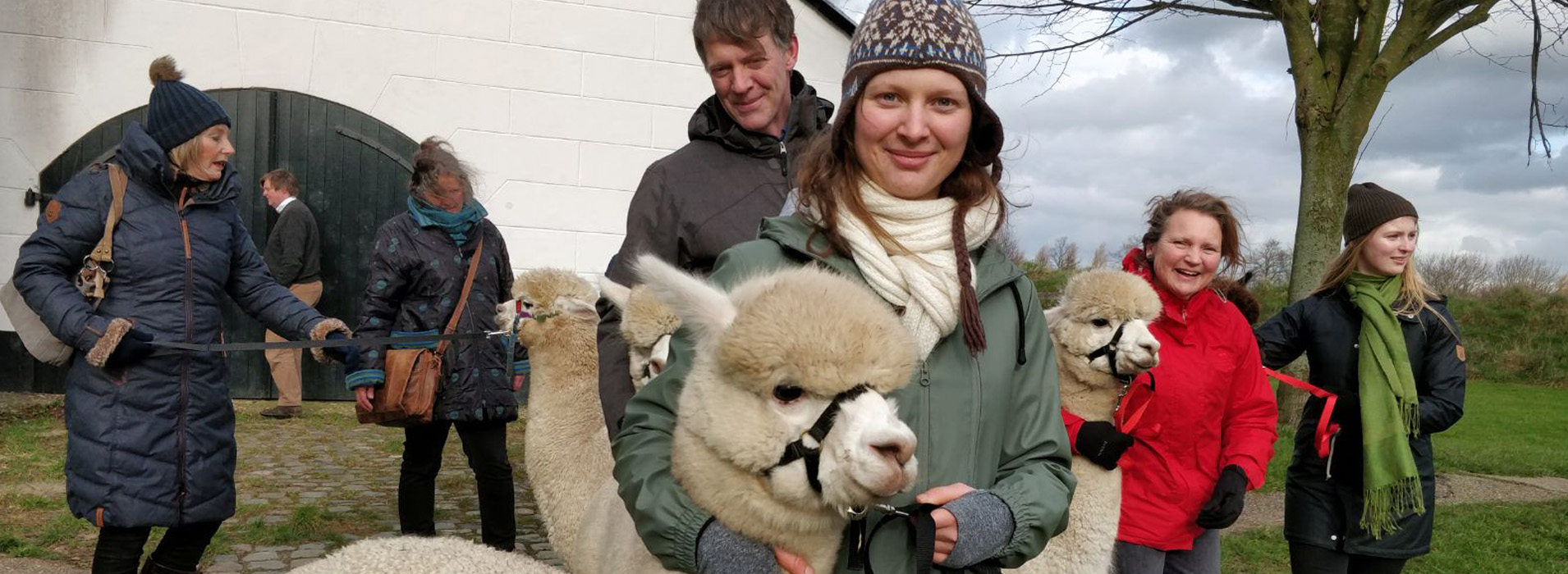 Alpaca fokkerij en alpacawandelingen bij Alpaca-World-Brielle