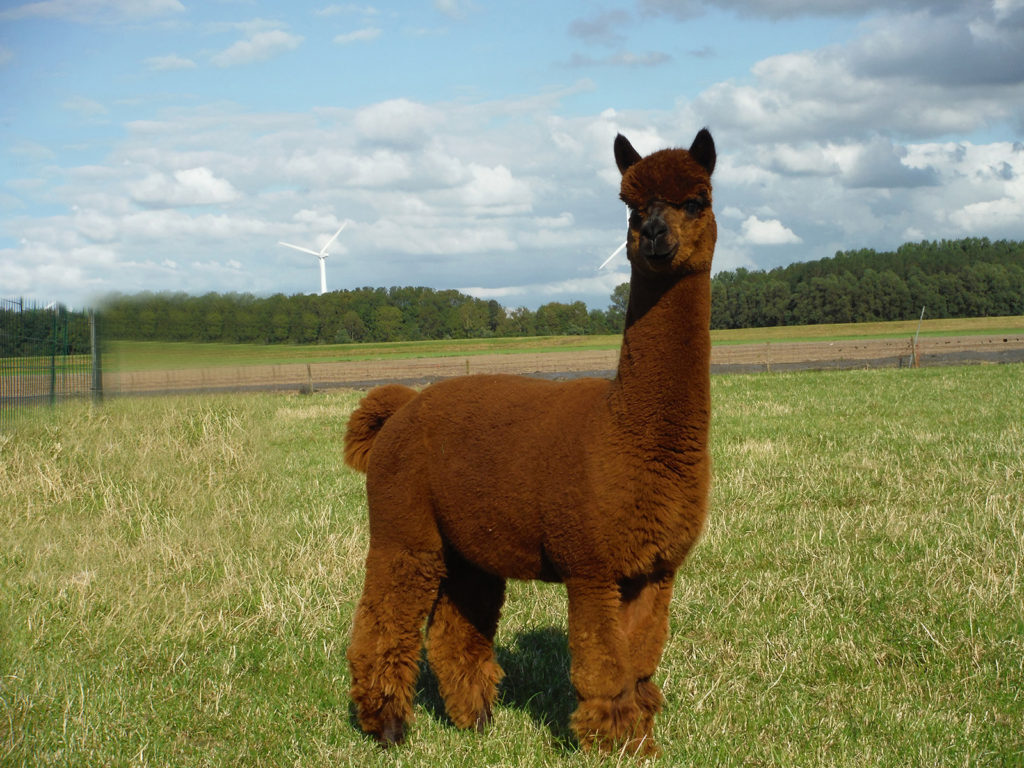 Alpaca-World-Brielle fokkerij raszuivere Alpaca's biozuiger alpacawandeling