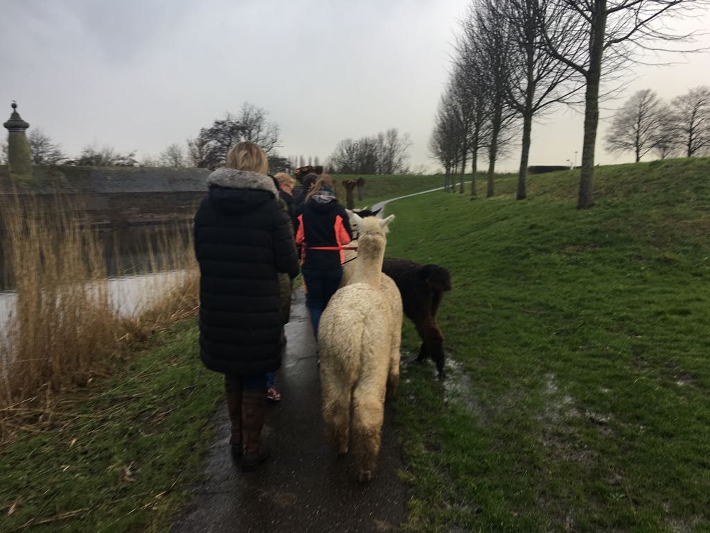 Alpaca-World-Brielle fokkerij raszuivere Alpaca's biozuiger alpacawandeling