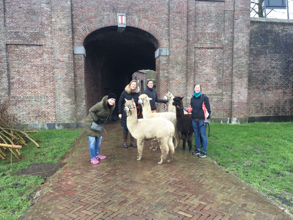 Alpaca-World-Brielle fokkerij raszuivere Alpaca's biozuiger alpacawandeling