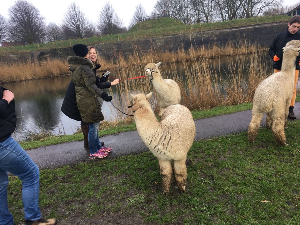 Alpaca-World-Brielle fokkerij raszuivere Alpaca's biozuiger alpacawandeling