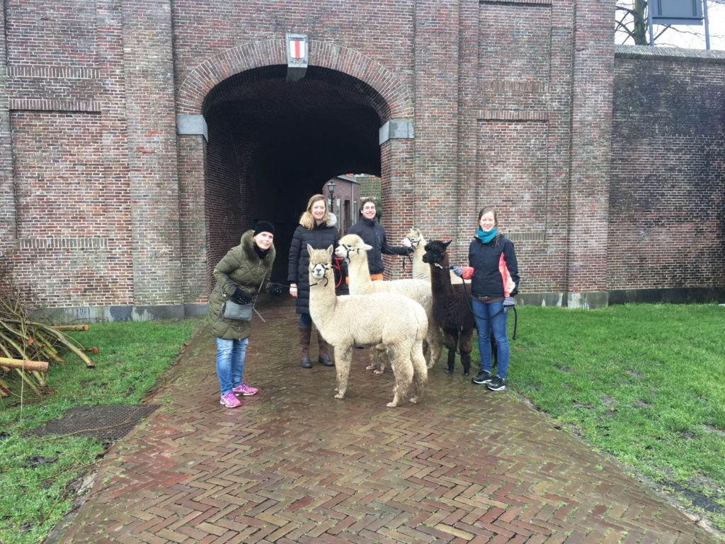 Alpaca-World-Brielle fokkerij raszuivere Alpaca's biozuiger alpacawandeling