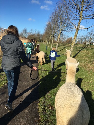 Alpaca-World-Brielle fokkerij raszuivere Alpaca's biozuiger alpacawandeling