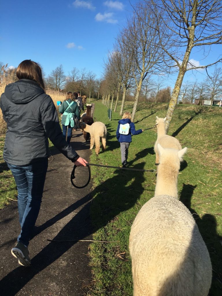 Alpaca-World-Brielle fokkerij raszuivere Alpaca's biozuiger alpacawandeling