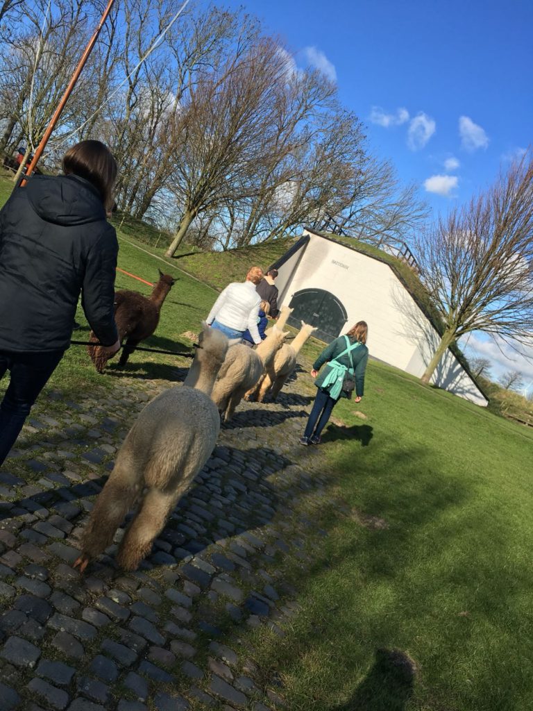 Alpaca-World-Brielle fokkerij raszuivere Alpaca's biozuiger alpacawandeling