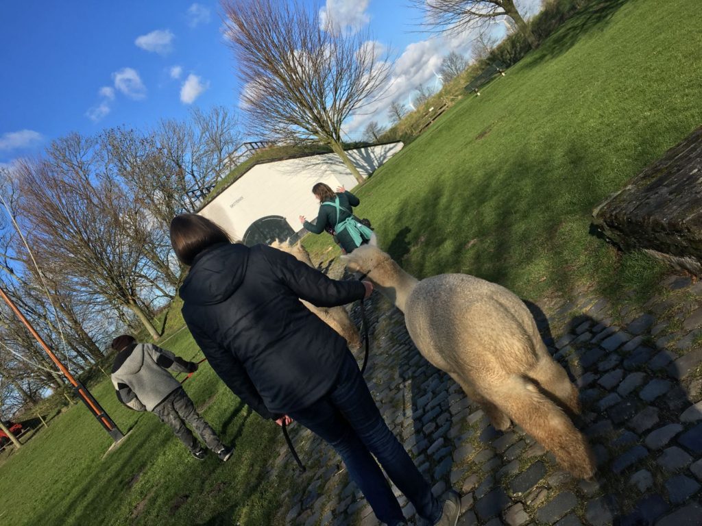 Alpaca-World-Brielle fokkerij raszuivere Alpaca's biozuiger alpacawandeling