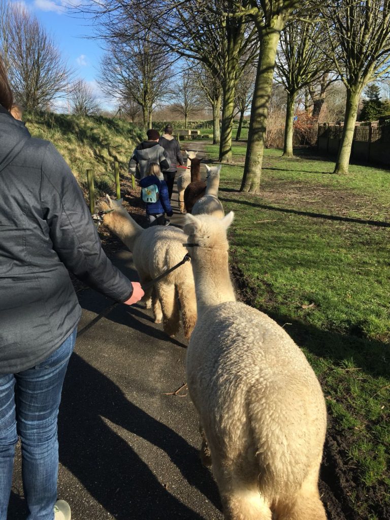 Alpaca-World-Brielle fokkerij raszuivere Alpaca's biozuiger alpacawandeling