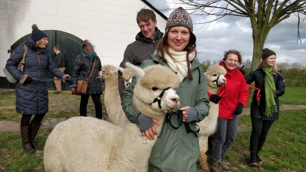 Alpaca-World-Brielle fokkerij raszuivere Alpaca's biozuiger alpacawandeling