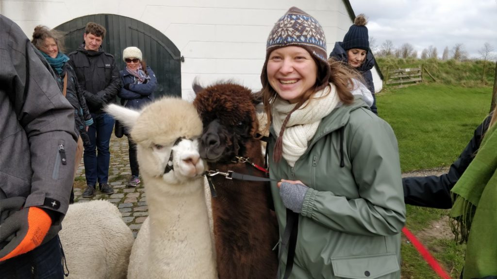 Alpaca-World-Brielle fokkerij raszuivere Alpaca's biozuiger alpacawandeling