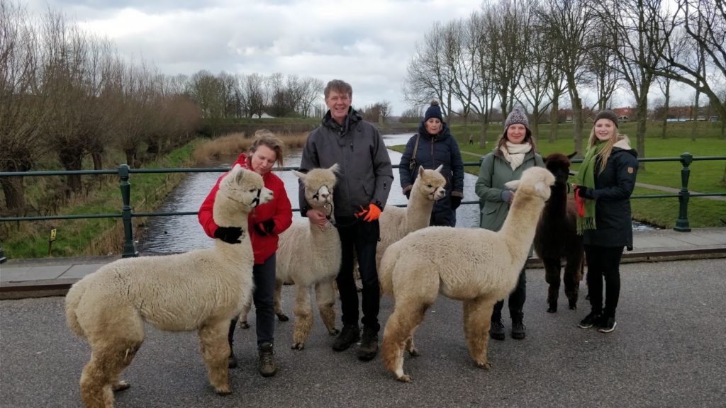 Alpaca-World-Brielle fokkerij raszuivere Alpaca's biozuiger alpacawandeling