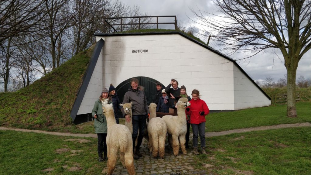 Alpaca-World-Brielle fokkerij raszuivere Alpaca's biozuiger alpacawandeling