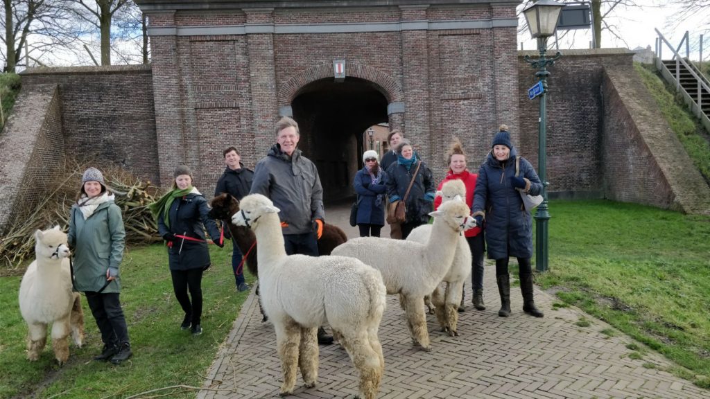 Alpaca-World-Brielle fokkerij raszuivere Alpaca's biozuiger alpacawandeling