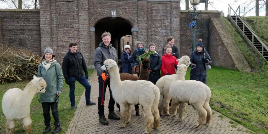 Alpaca-World-Brielle fokkerij raszuivere Alpaca's biozuiger alpacawandeling