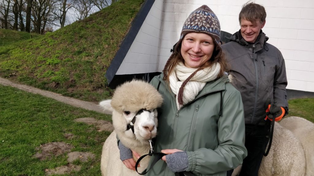 Alpaca-World-Brielle fokkerij raszuivere Alpaca's biozuiger alpacawandeling