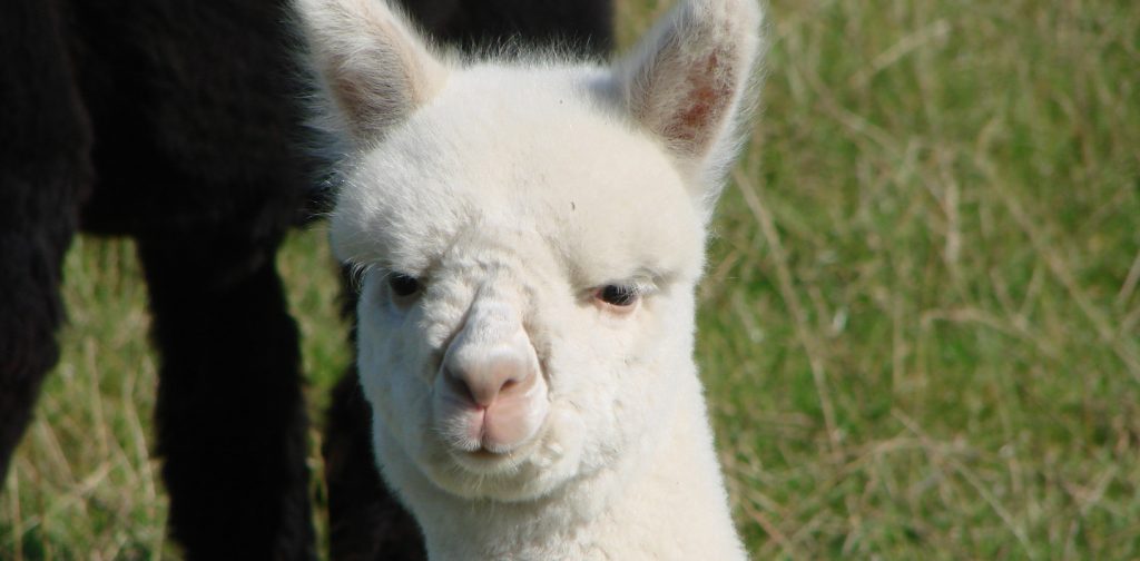 Alpaca-World-Brielle fokkerij raszuivere Alpaca's biozuiger alpacawandeling